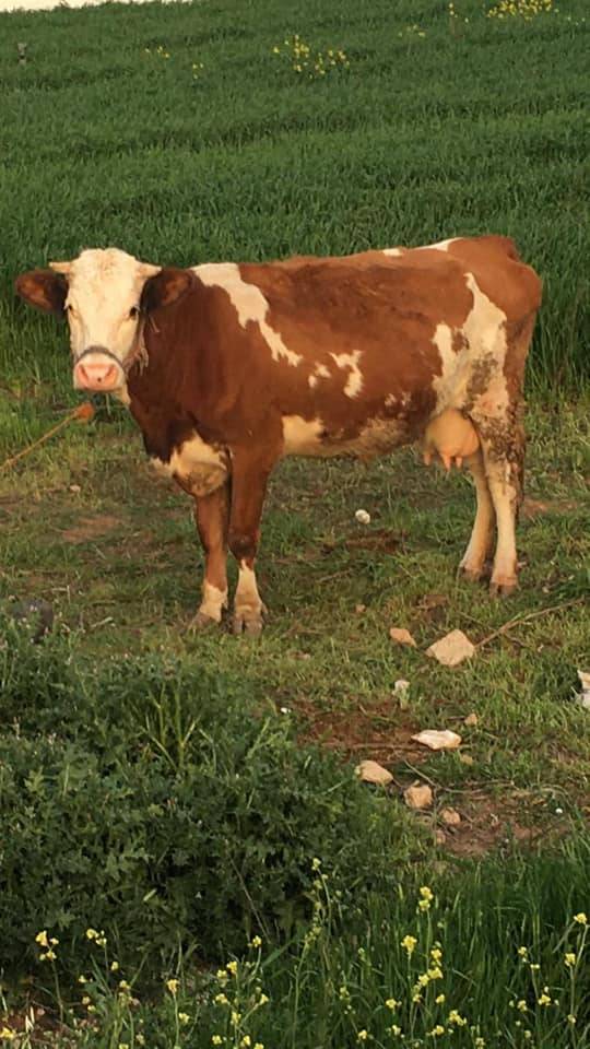 Akçakale Akdiken Köyü Resimleri 4