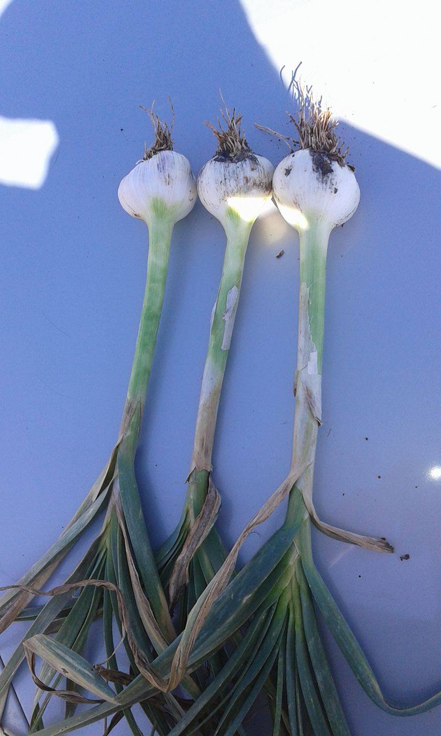 Akçakale Aksahrınç Köyü  Resimleri 1