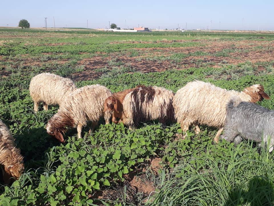 Akçakale Alatlar Köyü Resimleri 1