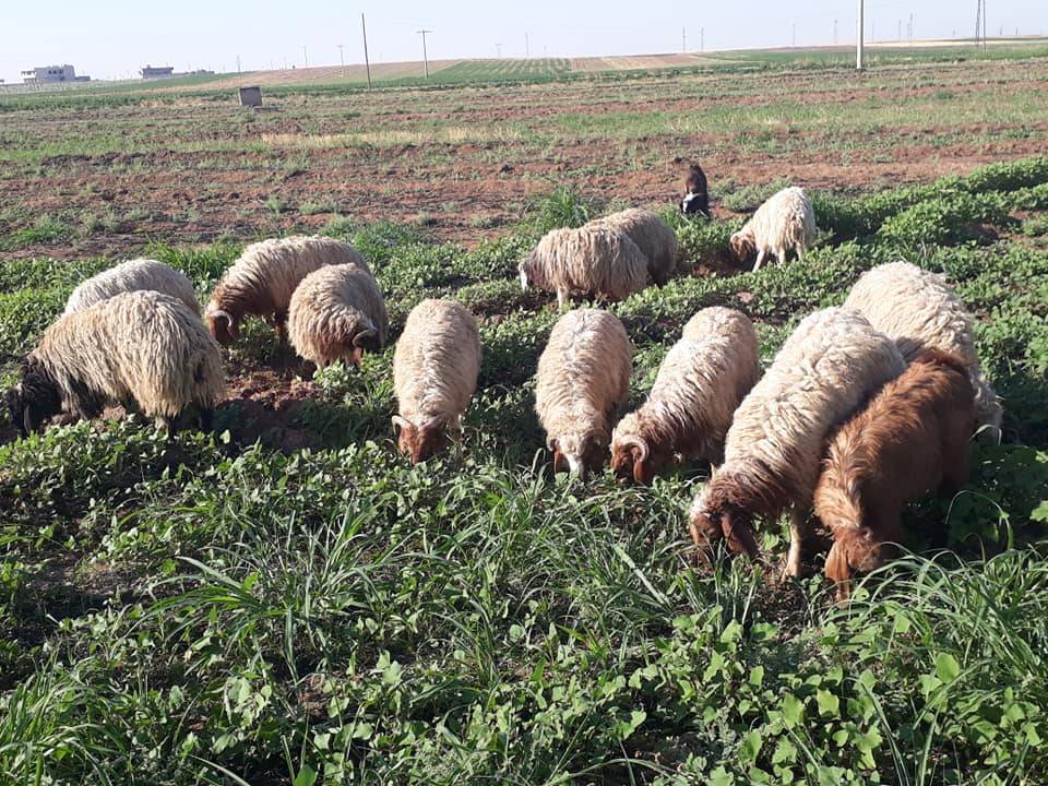 Akçakale Alatlar Köyü Resimleri 2