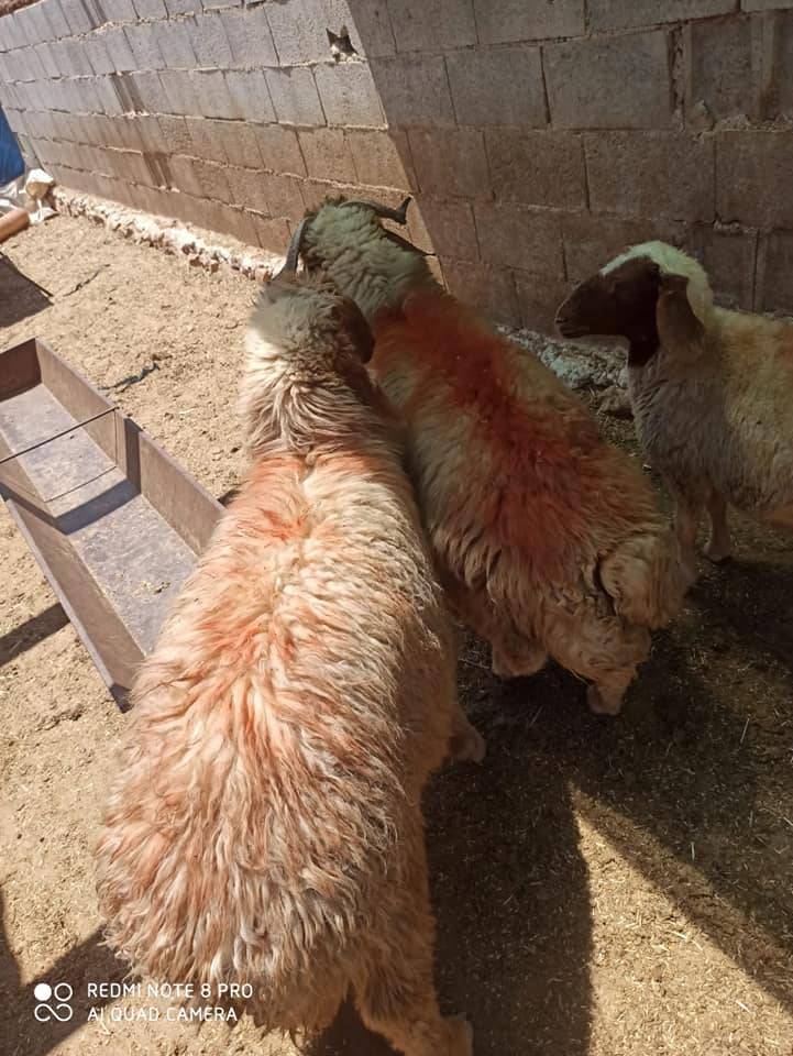 Akçakale Alatlar Köyü Resimleri 3