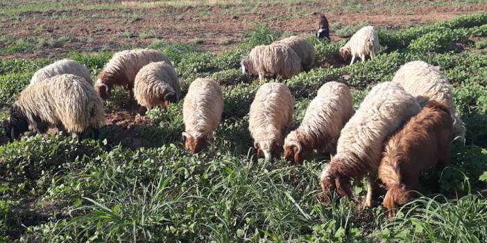 Akçakale Alatlar Köyü Resimleri