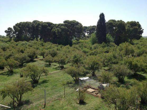 Akçakale Alıncık Köyü Resimleri 2