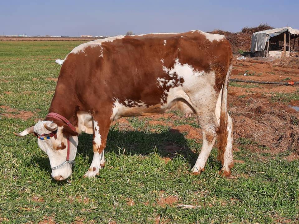 Akçakale Arıcan Köyü Resimleri 1