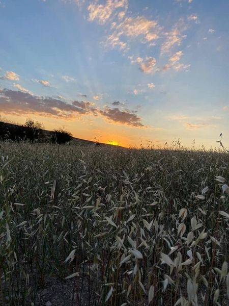 Akçakale Aşağıbeğdeş Köyü Resimleri 3