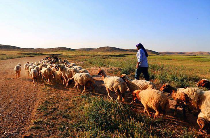 Akçakale Aşağıçinpolat Köyü Resimleri 1