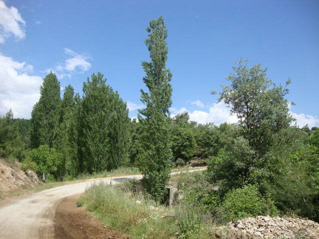 Kiraz Altınoluk Köyü Resimleri 6