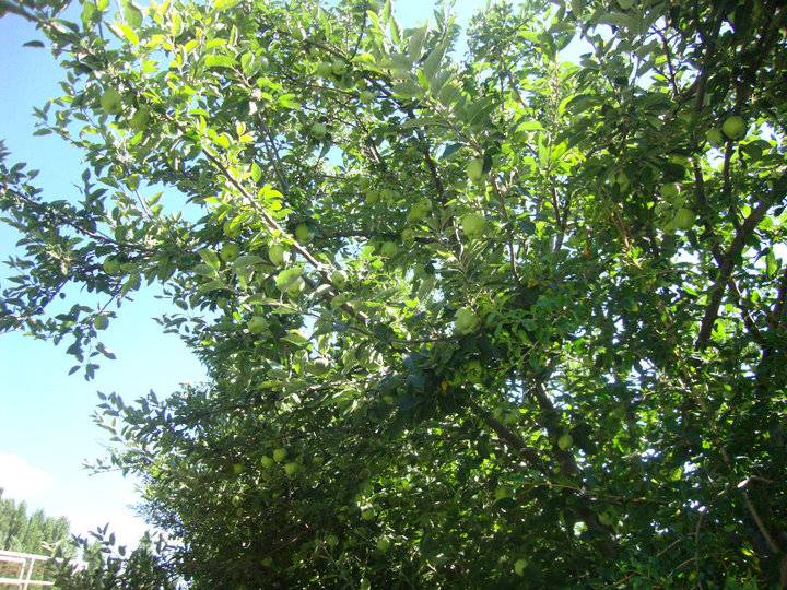 Kiraz Altınoluk Köyü Resimleri 7