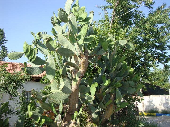 Kiraz Arkacılar Köyü Resimleri 1