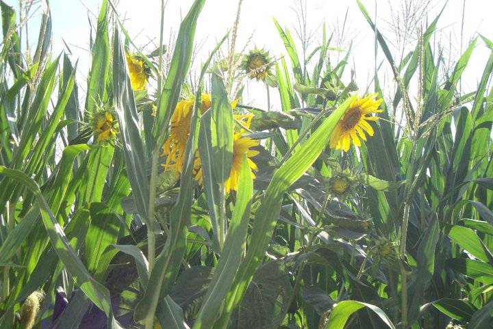 Kiraz Arkacılar Köyü Resimleri 2