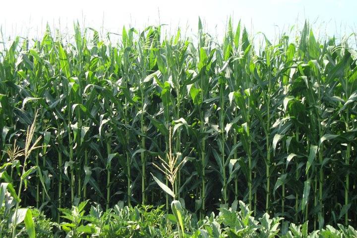 Kiraz Arkacılar Köyü Resimleri 4