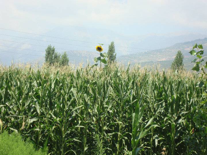 Kiraz Aydoğdu Köyü Resimleri 2