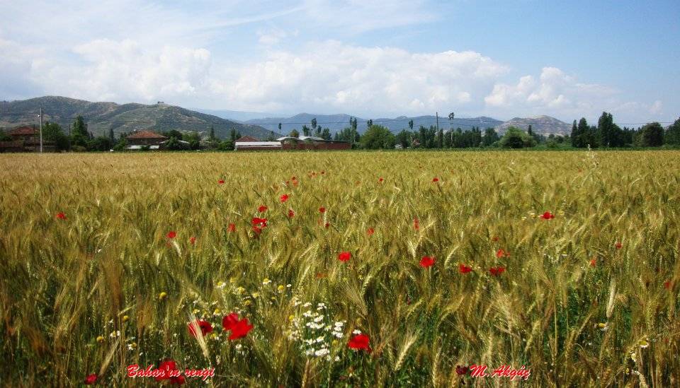 Kiraz Aydoğdu Köyü Resimleri 6