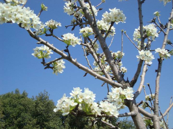 Kiraz Ceritler Köyü Resimleri 1