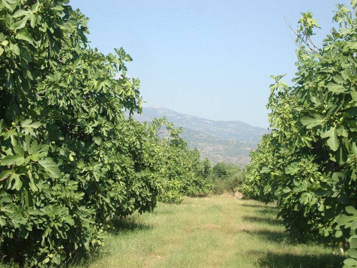 Kiraz Ceritler Köyü Resimleri 2