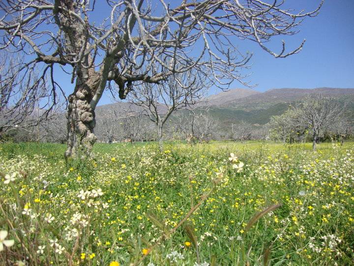 Kiraz Ceritler Köyü Resimleri 8