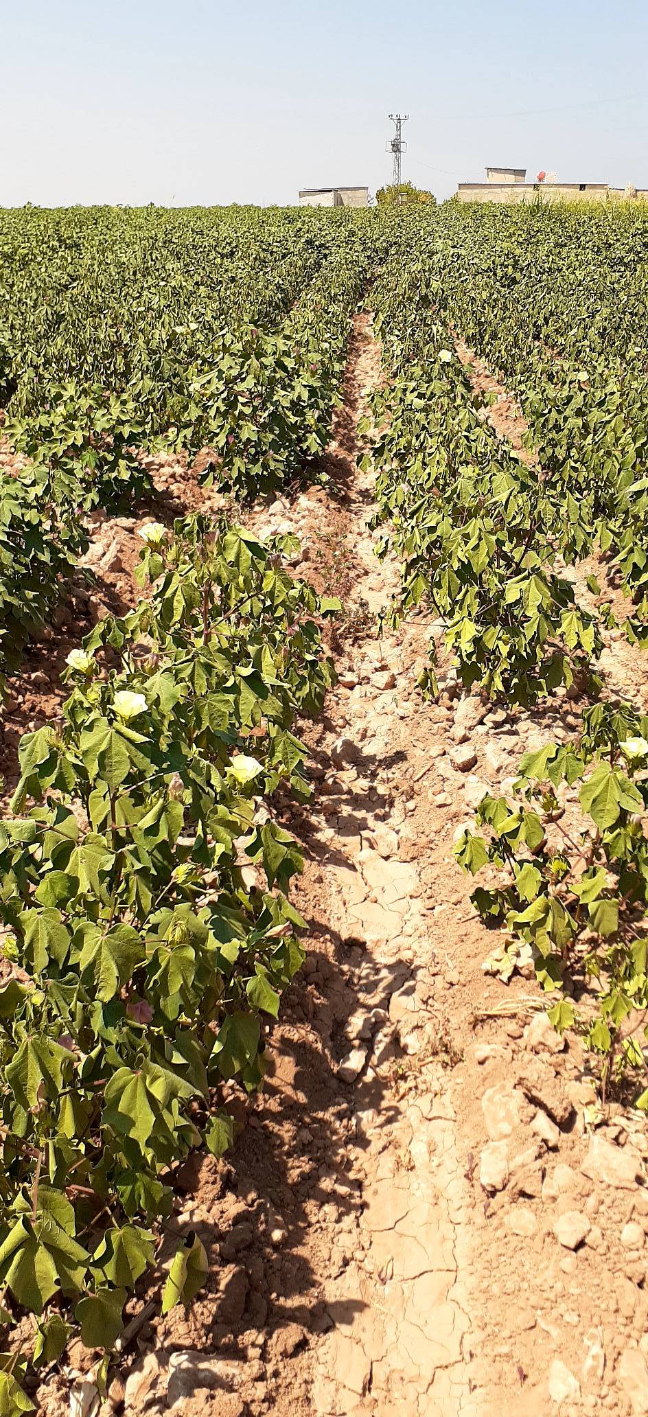 Akçakale Ayyıldız Köyü Resimleri 2