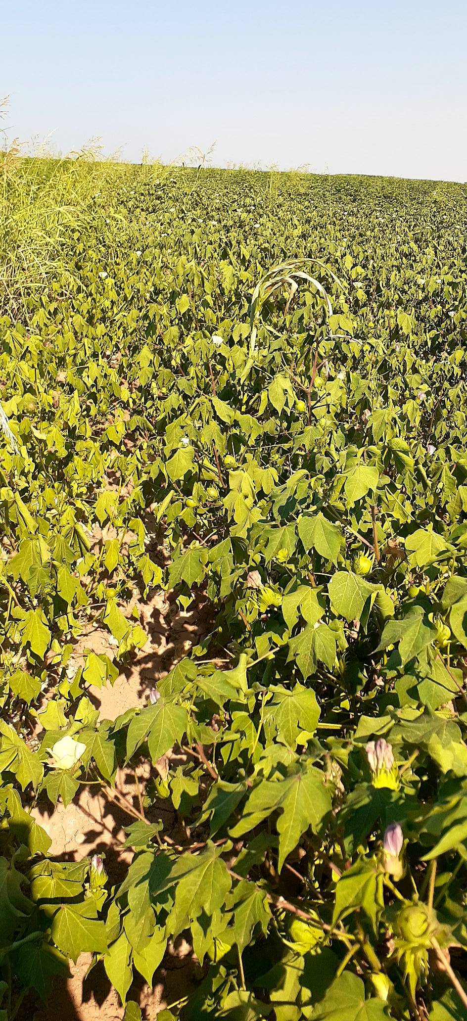 Akçakale Ayyıldız Köyü Resimleri 3