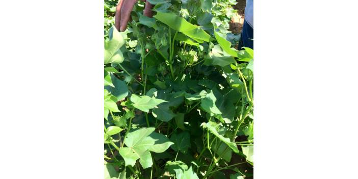 Akçakale Buket Köyü Resimleri