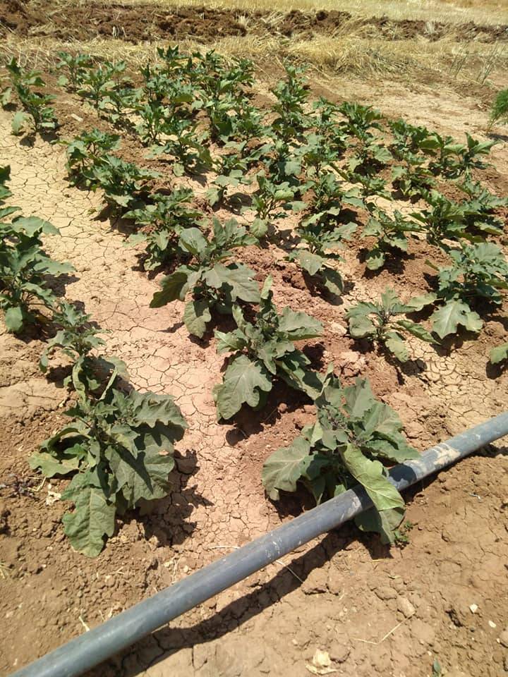 Akçakale Bulutlu Köyü  Resimleri 1