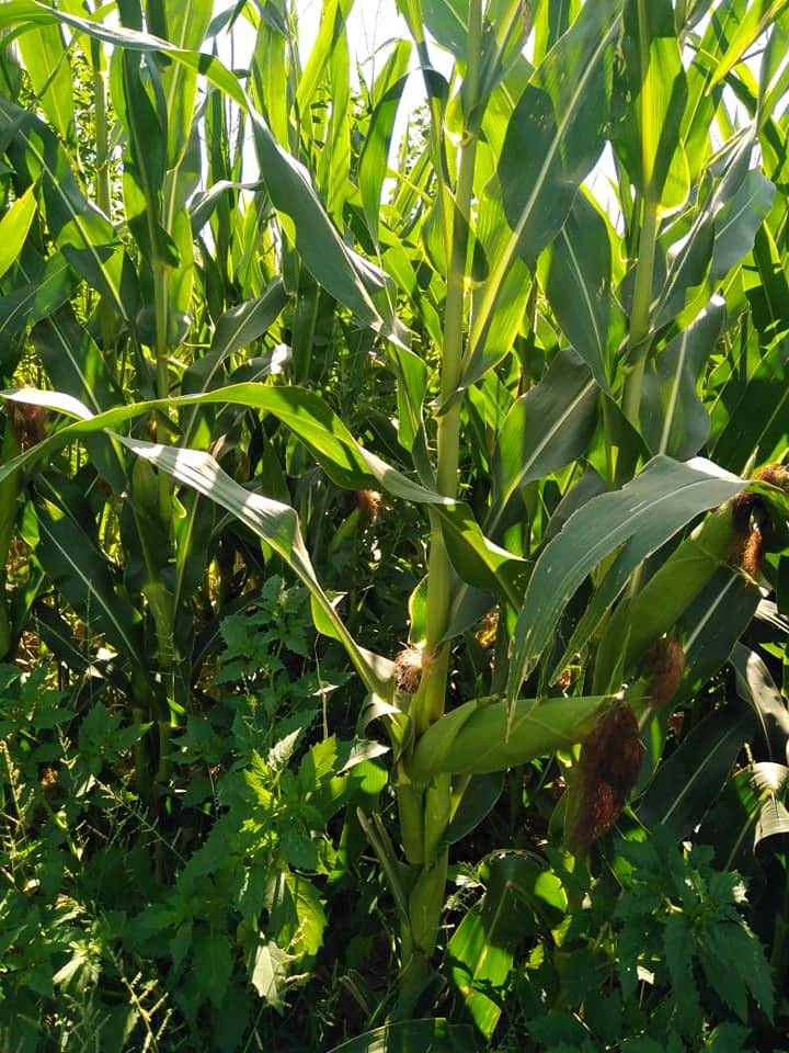 Akçakale Bulutlu Köyü  Resimleri 6