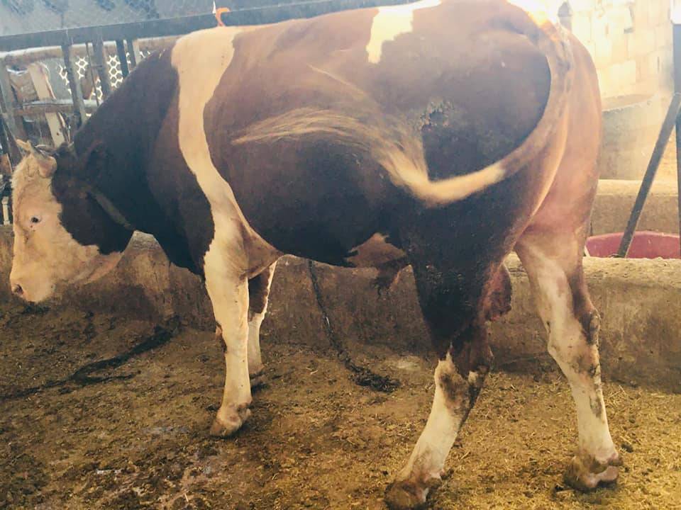 Akçakale Büyücek Köyü Resimleri 2