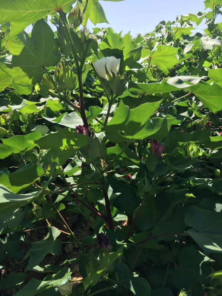 Akçakale Büyüktaş Köyü Resimleri 1