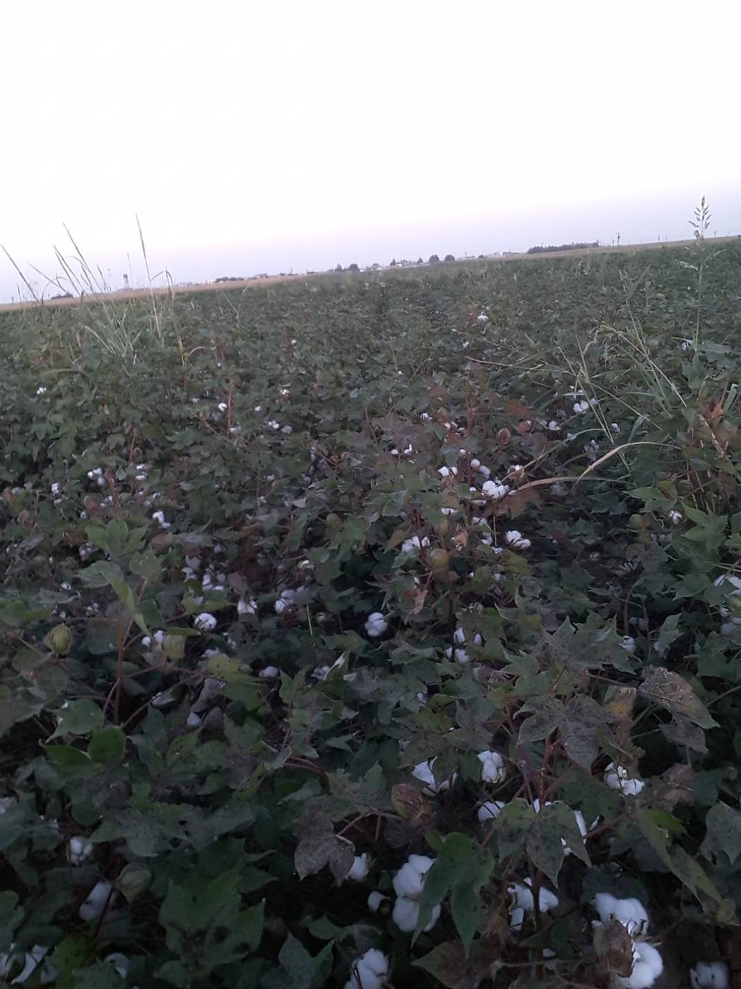 Akçakale Büyüktaş Köyü Resimleri 2