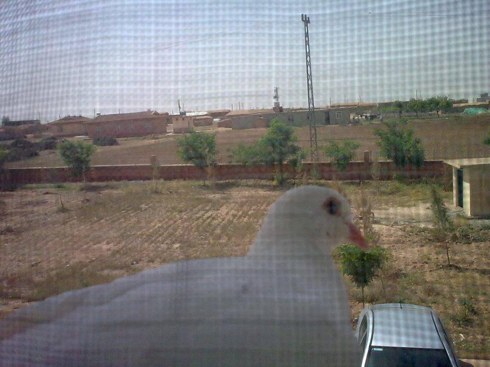 Akçakale Büyüktokaç Köyü Resimleri 1