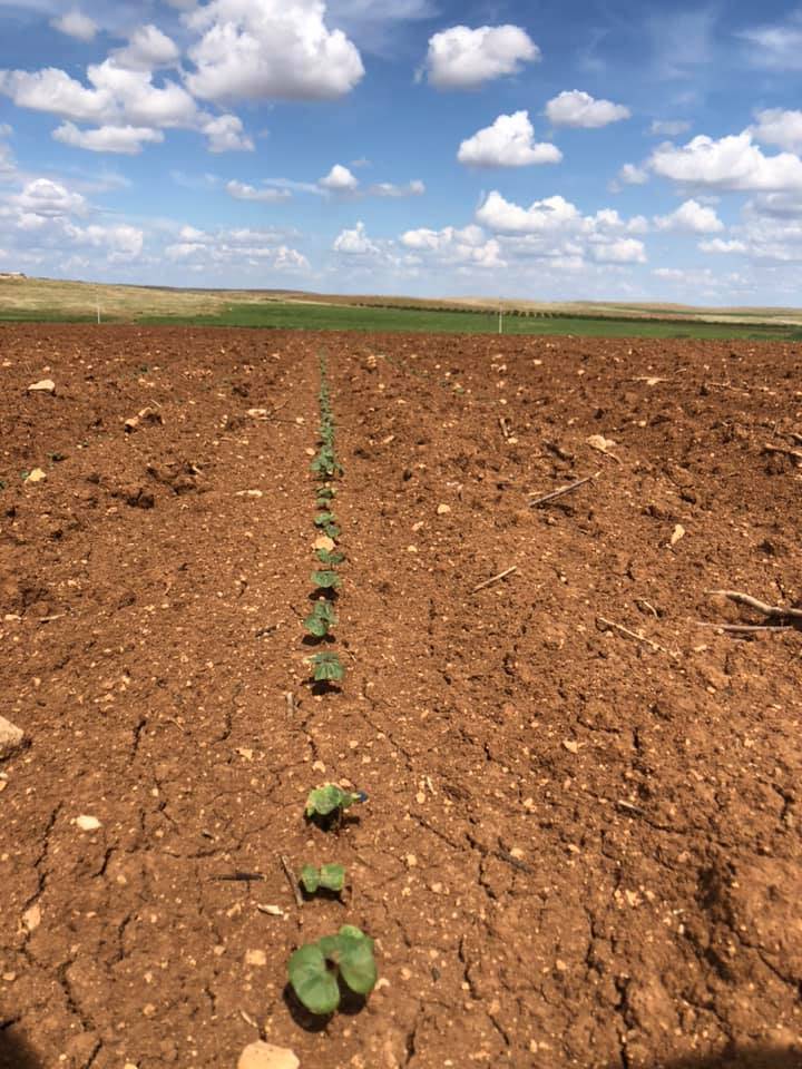 Akçakale Çakırlar Köyü Resimleri 2