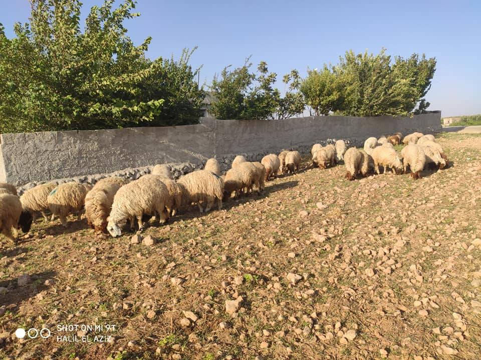 Akçakale Cevher Köyü Resimleri 1