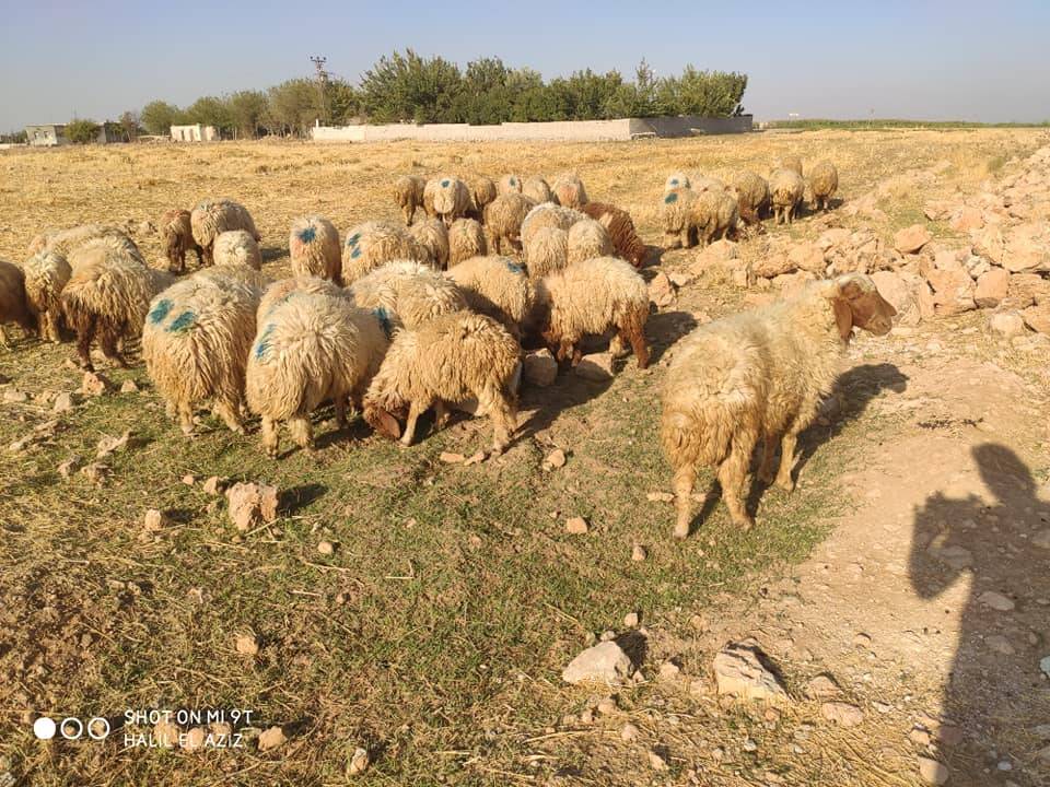 Akçakale Cevher Köyü Resimleri 2