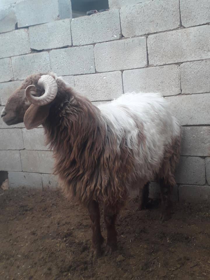 Akçakale Cevher Köyü Resimleri 3