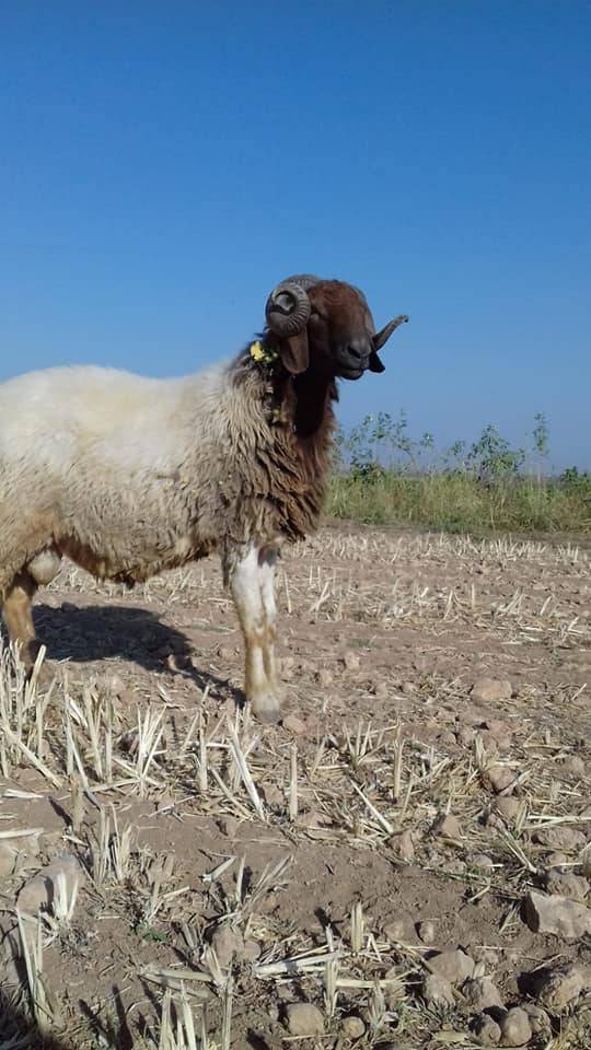 Akçakale Donandı Köyü Resimleri 3