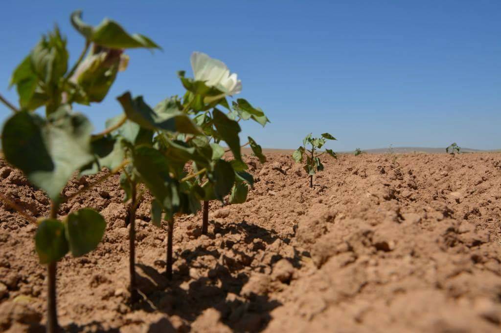 Akçakale Edebey Köyü Resimleri 1