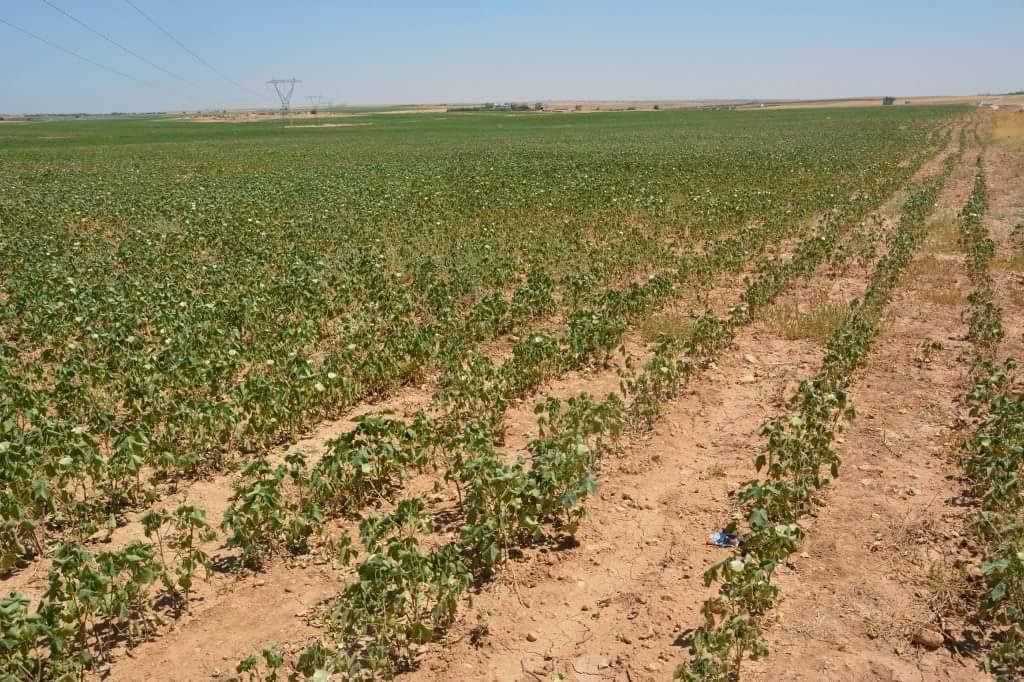 Akçakale Edebey Köyü Resimleri 2