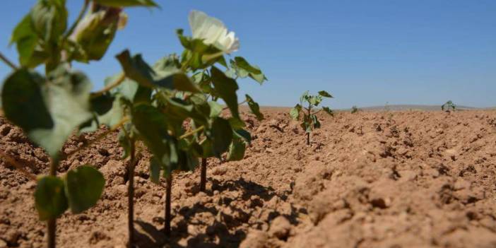 Akçakale Edebey Köyü Resimleri