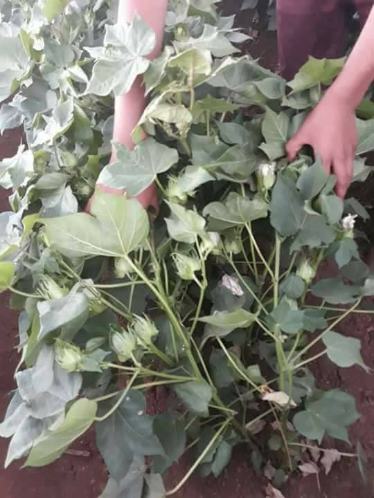 Akçakale Eke Köyü Resimleri 1