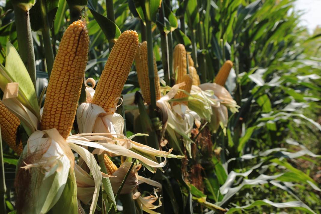 Akçakale Ekinyazı Köyü Resimleri 2