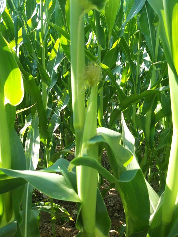 Akçakale Ekinyazı Köyü Resimleri 3