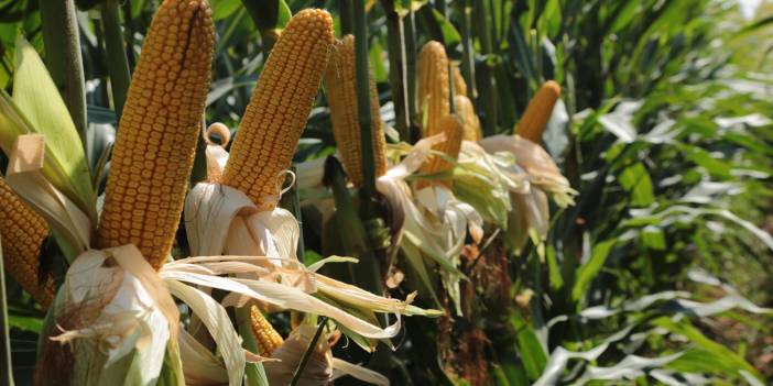 Akçakale Ekinyazı Köyü Resimleri