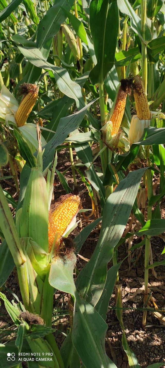 Akçakale Gülveren Köyü Resimleri 1