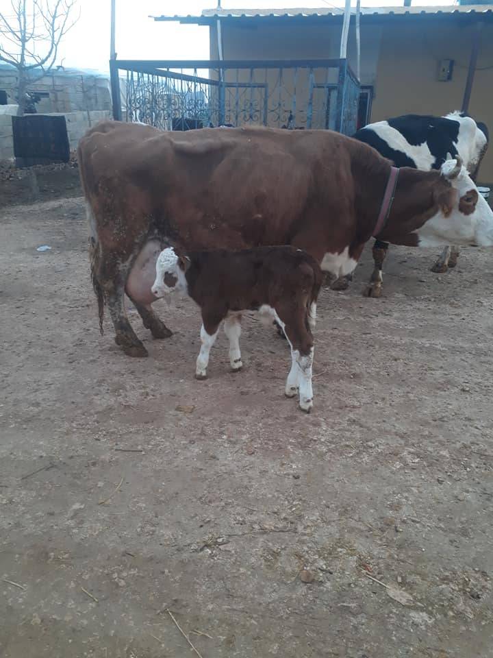 Akçakale Güneren Köyü Resimleri 1