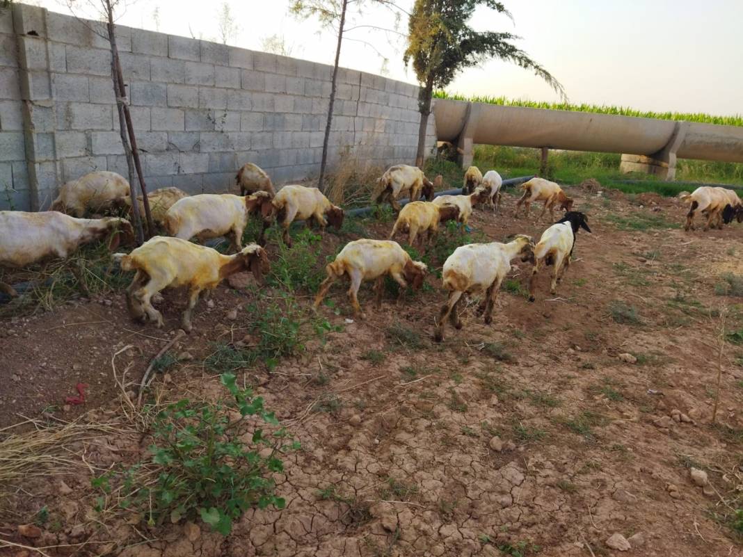 Akçakale Güneren Köyü Resimleri 2