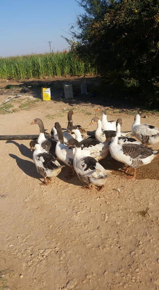 Akçakale Güneren Köyü Resimleri 3