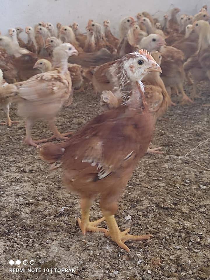 Akçakale Şanlı Köyü Resimleri 1