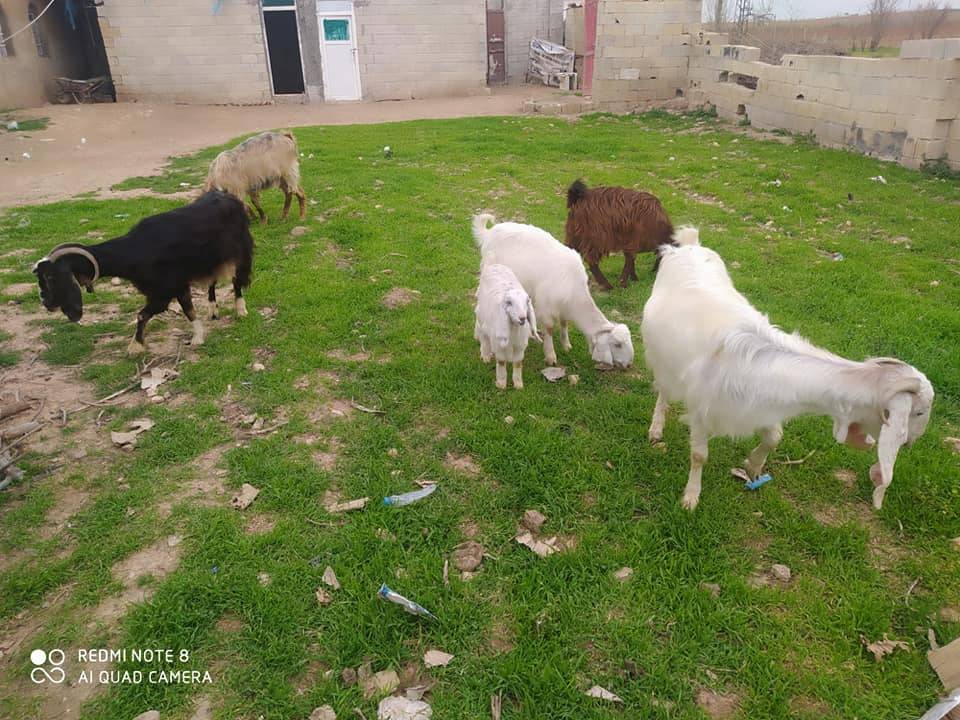 Akçakale Sevimli Köyü Resimleri 2