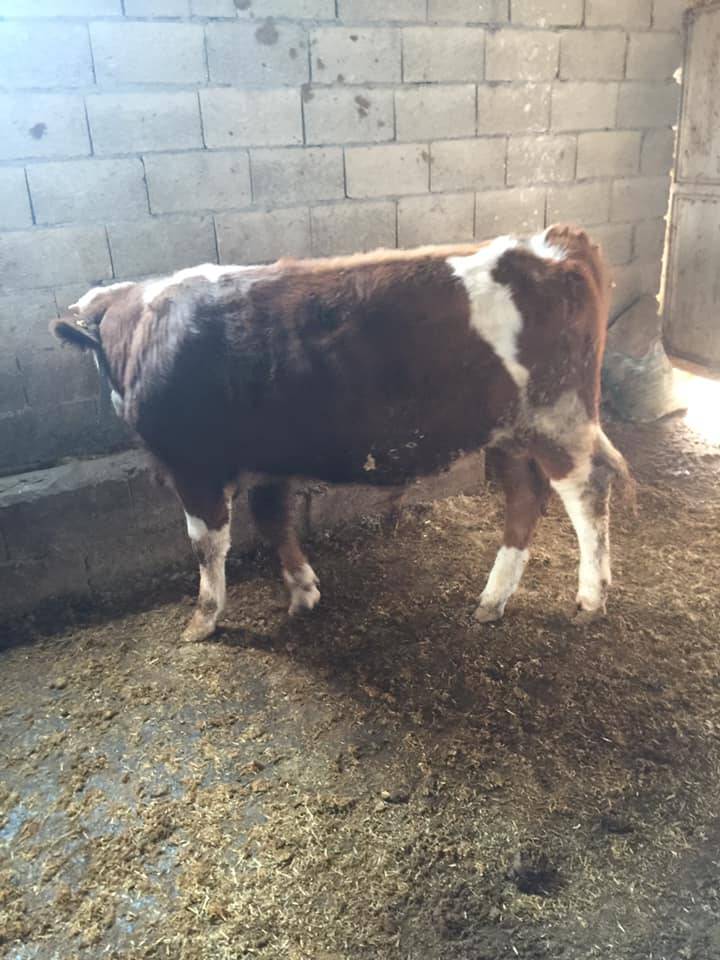 Akçakale Karatepe Köyü Resimleri 3