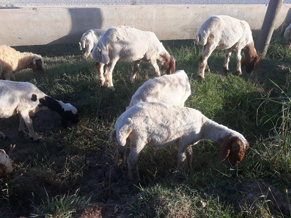 Akçakale Keçili Köyü Resimleri 1