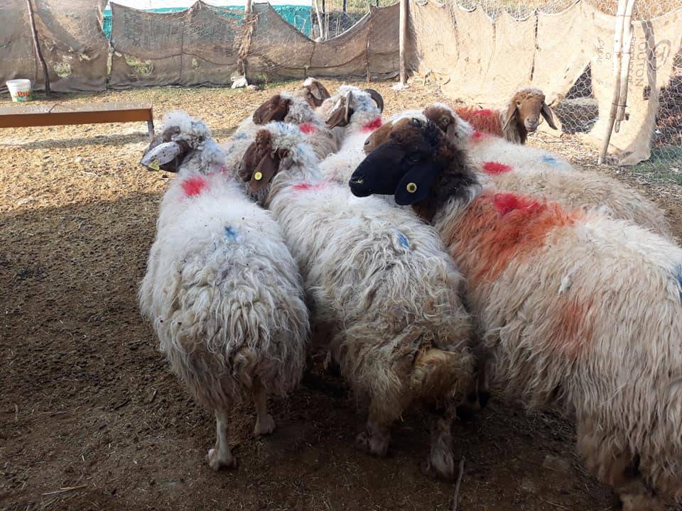 Akçakale Keçili Köyü Resimleri 2